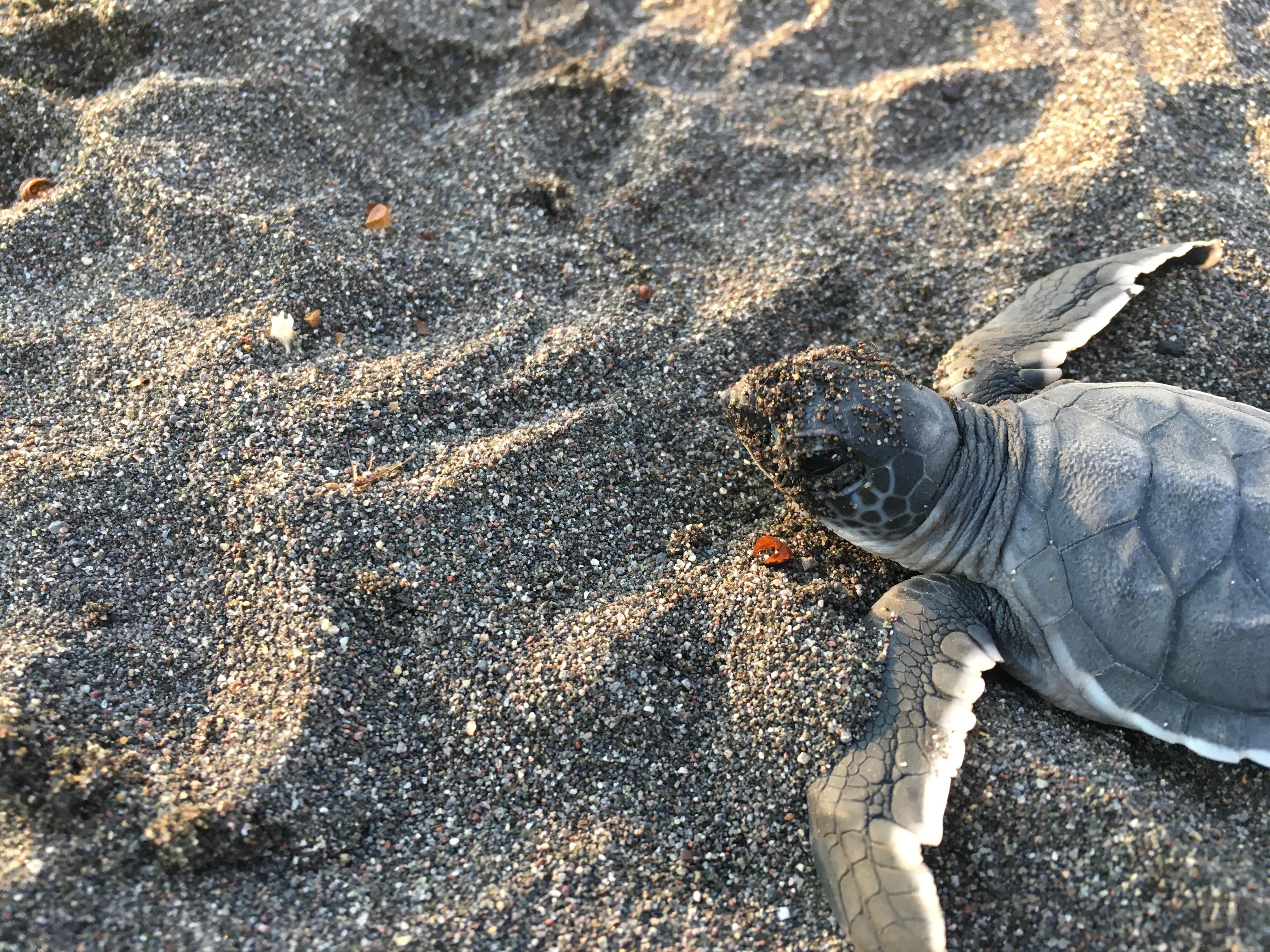 A turtle hatchling crawling along the beach in Mexico Conservation volunteer work in Mexico for teenagers involves lots of work with turtle hatchlings